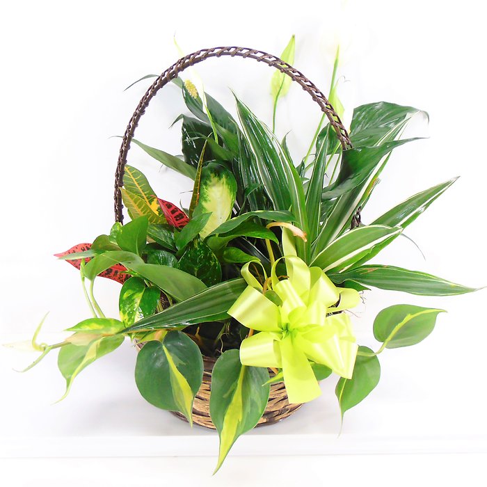 Floral Basket Garden